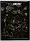 2782/6 LKB Microskopbilder av cellprover från kundens original. Svart/vit neg. för färgseparation