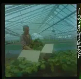 2748/2 Värnamo Well; Uppsala Ättiksfabrik