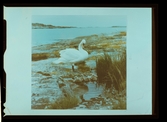 2768/5 Hasselblad färg-mellanneg och avfotograferingar av andras motiv för Hasselbladsboken (1981)