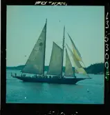 2770 Segelbåtar uti Waxholm