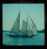 2770 Segelbåtar uti Waxholm