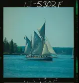 2770 Segelbåtar uti Waxholm