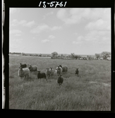 2771/10 Landskap Gotland för Linnéjubileet