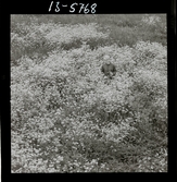 2771/10 Landskap Gotland för Linnéjubileet