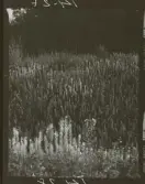 2771/13 Landskap Skog i Bergslagen (Stora Kopparberg)