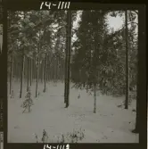 2771/16 Landskap klippor, Vinterskog