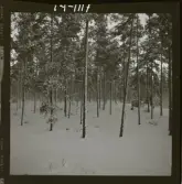 2771/16 Landskap klippor, Vinterskog