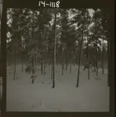 2771/16 Landskap klippor, Vinterskog