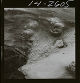 2771/20 Landskap Träd m.m. på Gotland