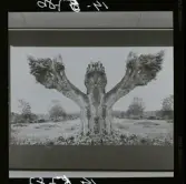 2771/22 Landskap Montage av ekar