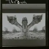 2771/22 Landskap Montage av ekar