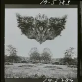 2771/22 Landskap Montage av ekar