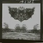 2771/22 Landskap Montage av ekar