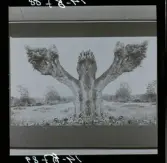 2771/22 Landskap Montage av ekar