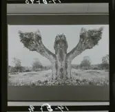 2771/22 Landskap Montage av ekar