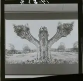 2771/22 Landskap Montage av ekar