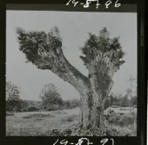 2771/22 Landskap Montage av ekar