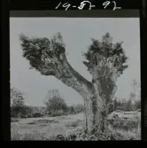 2771/22 Landskap Montage av ekar