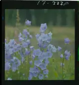 2771/34 Landskap Småland Nävelsjö N. Sandsjö Läckeby