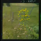 2771/34 Landskap Småland Nävelsjö N. Sandsjö Läckeby