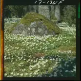 2771/35 Landskap Småland vitsippor