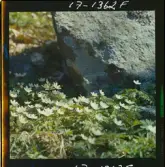 2771/35 Landskap Småland vitsippor