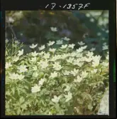 2771/35 Landskap Småland vitsippor