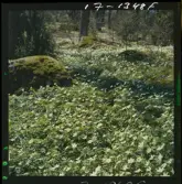 2771/35 Landskap Småland vitsippor