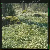 2771/35 Landskap Småland vitsippor