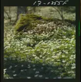 2771/35 Landskap Småland vitsippor