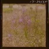 2771/36 Landskap Småland Orranässjön Skepperstad, Skirö.