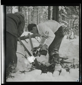 Vasaloppet 1945 och 1946.