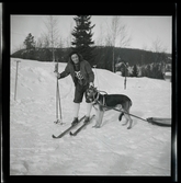 Vasaloppet 1945 och 1946.