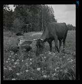 Jansson-Lund, Gustaf (Veteran från Bofors).