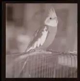 Jangö, Ulla-Britta, Kungliga Slottet, Stockholm.