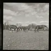 Ridskola Djursholm (Rudolf Öberg), 2 juni 1945.
