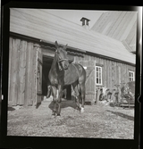 Ridskola Djursholm (Rudolf Öberg), 2 juni 1945.