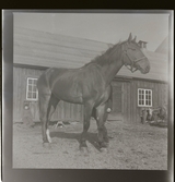 Ridskola Djursholm (Rudolf Öberg), 2 juni 1945.