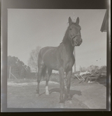 Ridskola Djursholm (Rudolf Öberg), 2 juni 1945.