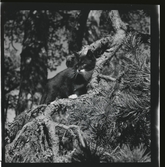 Sundberg i Nynäshamn (midsommar 1946).