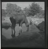 Skansen (Elgar dricker vatten), 24 juli 1944.