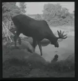 Skansen (Elgar dricker vatten), 24 juli 1944.