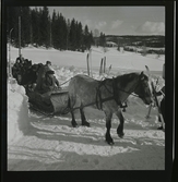 Täpp, Nisse, Sågmyra IF.