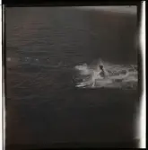 Vattenskidor, uppvisning vid Flaten, 1947.