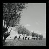 Allhem V 3922 Skåneland