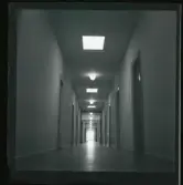 Allhem V 4342 Liljerothtagningar på Allhem