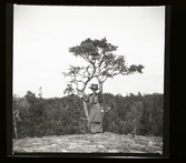 61/1941 Konrad Elméus Nm 291-316