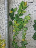 En växt med gröna blad framför en vägg med sprickor i putsen. Soabs industrianläggning i Mölndals Kvarnby, år 2007. Anläggningen användes vid fototillfället av Hexion Speciality Chemicals Sweden AB.