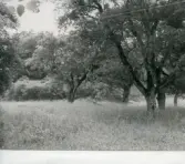 Tuna gård 1990 (platsen)