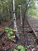 Övervuxet järnvägsspår vid Soabs industrianläggning i Mölndals Kvarnby, år 2007. Anläggningen användes vid fototillfället av Hexion Speciality Chemicals Sweden AB.